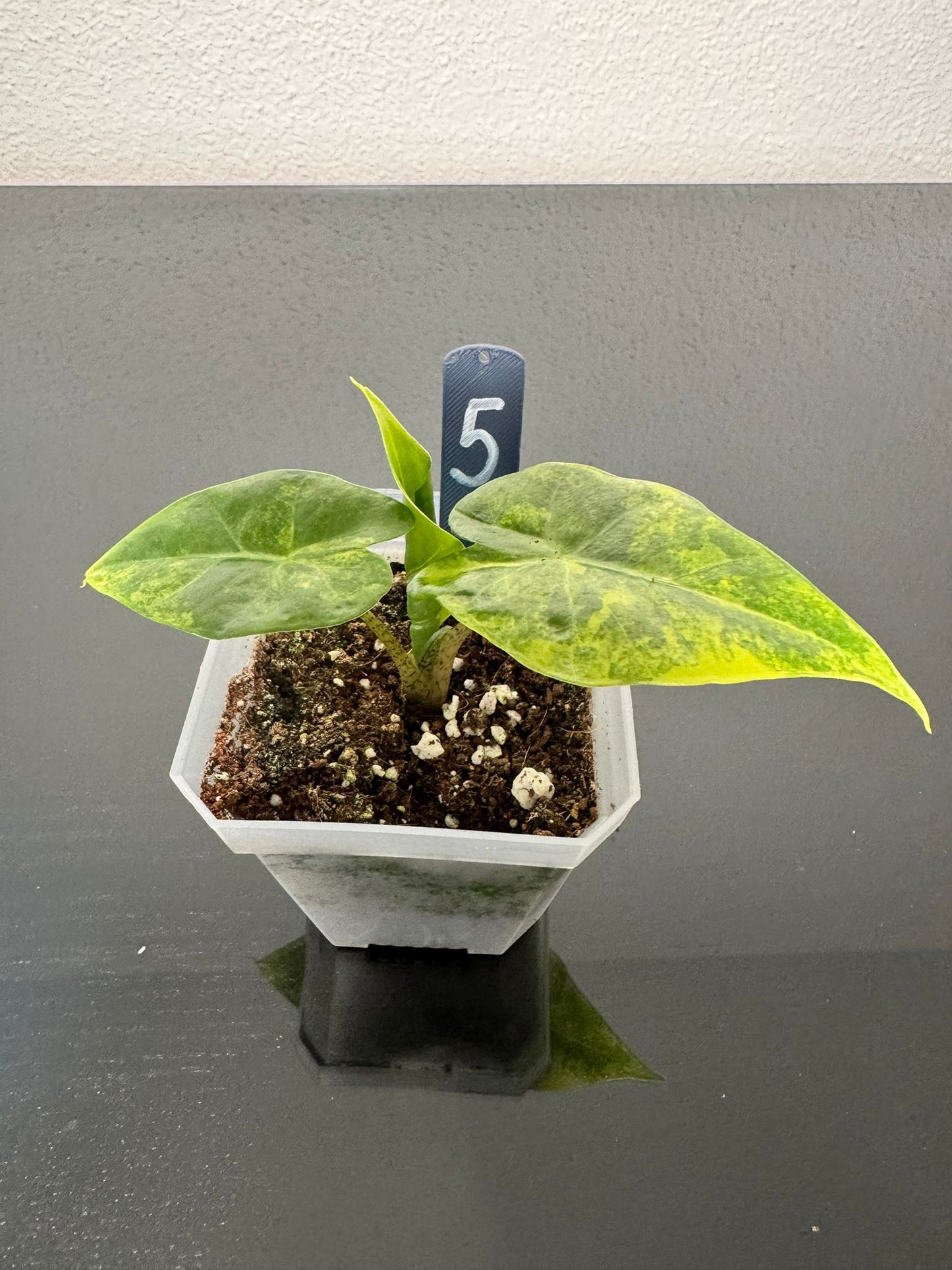 Alocasia Portodora Aurea