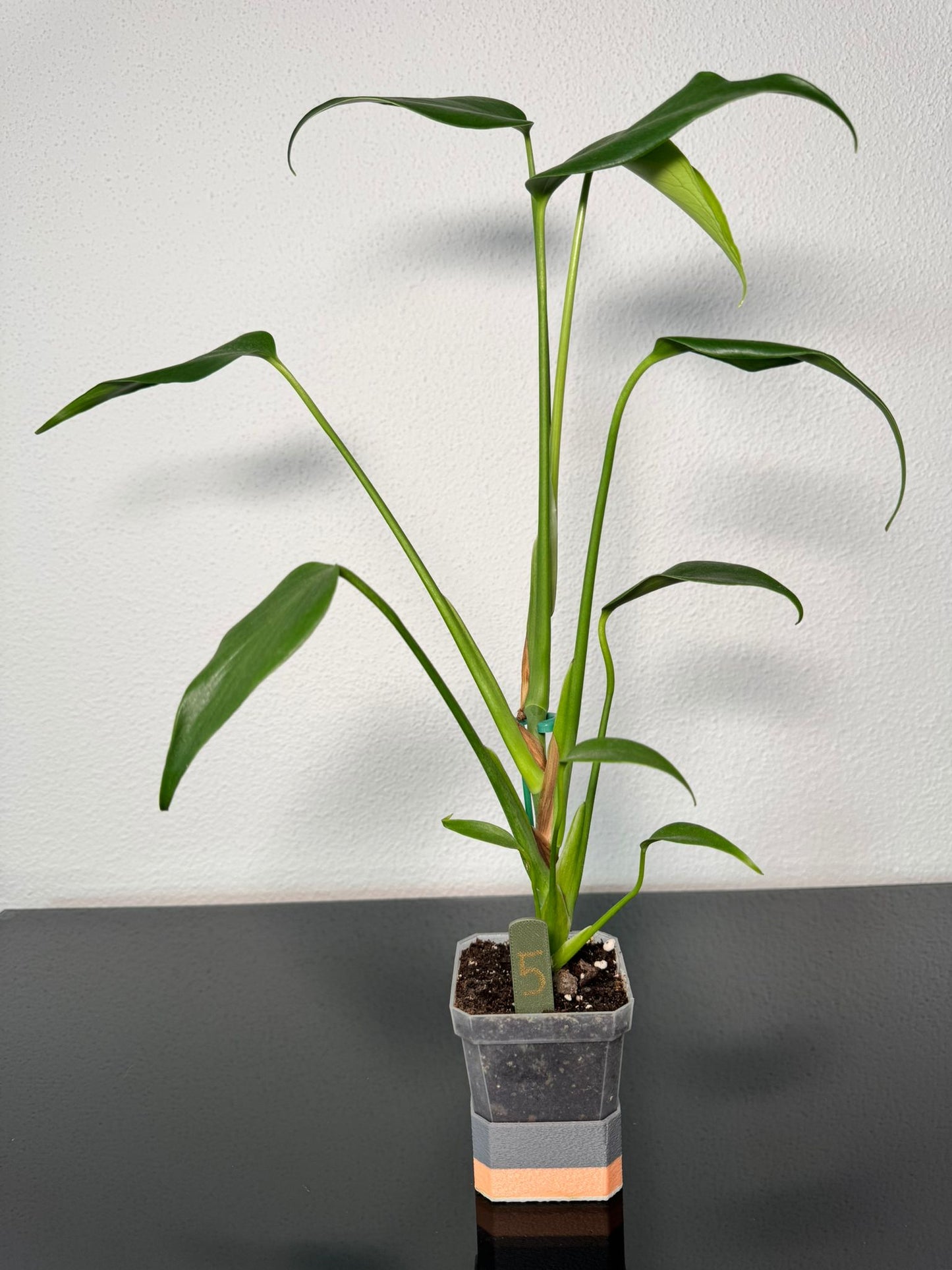 Monstera Burle Marx Flame