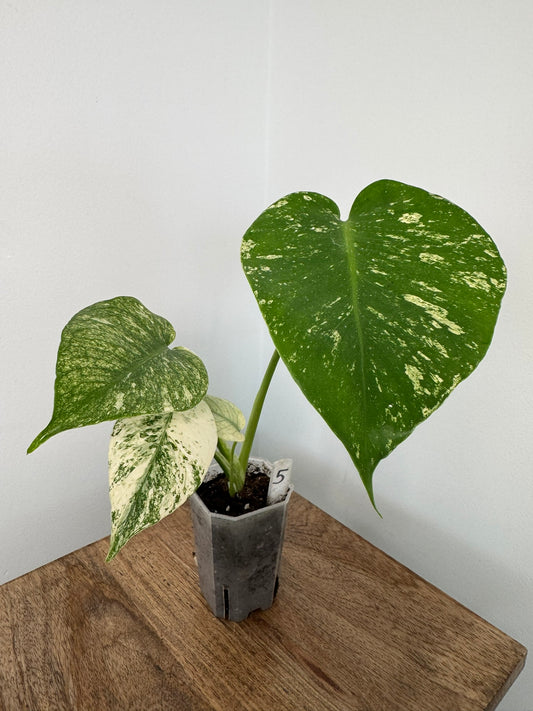 Monstera (Deliciosa) White Monster akklimatisiert