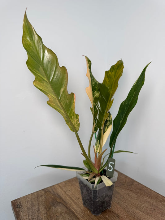 Philodendron Caramel Marble akklimatisiert