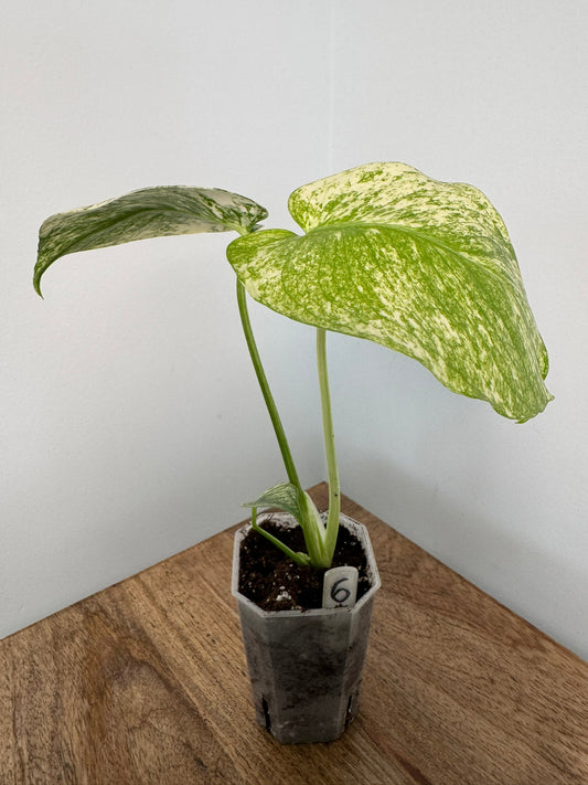 Monstera (Deliciosa) White Monster akklimatisiert