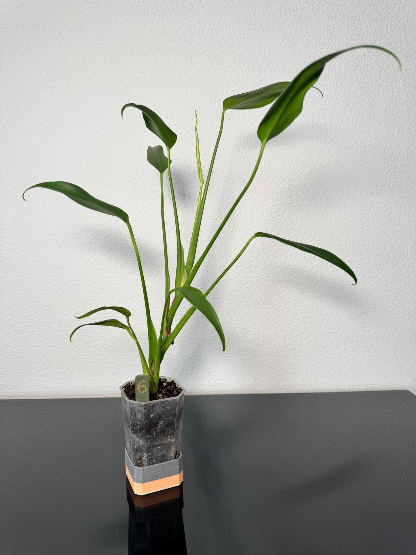 Monstera Burle Marx Flame