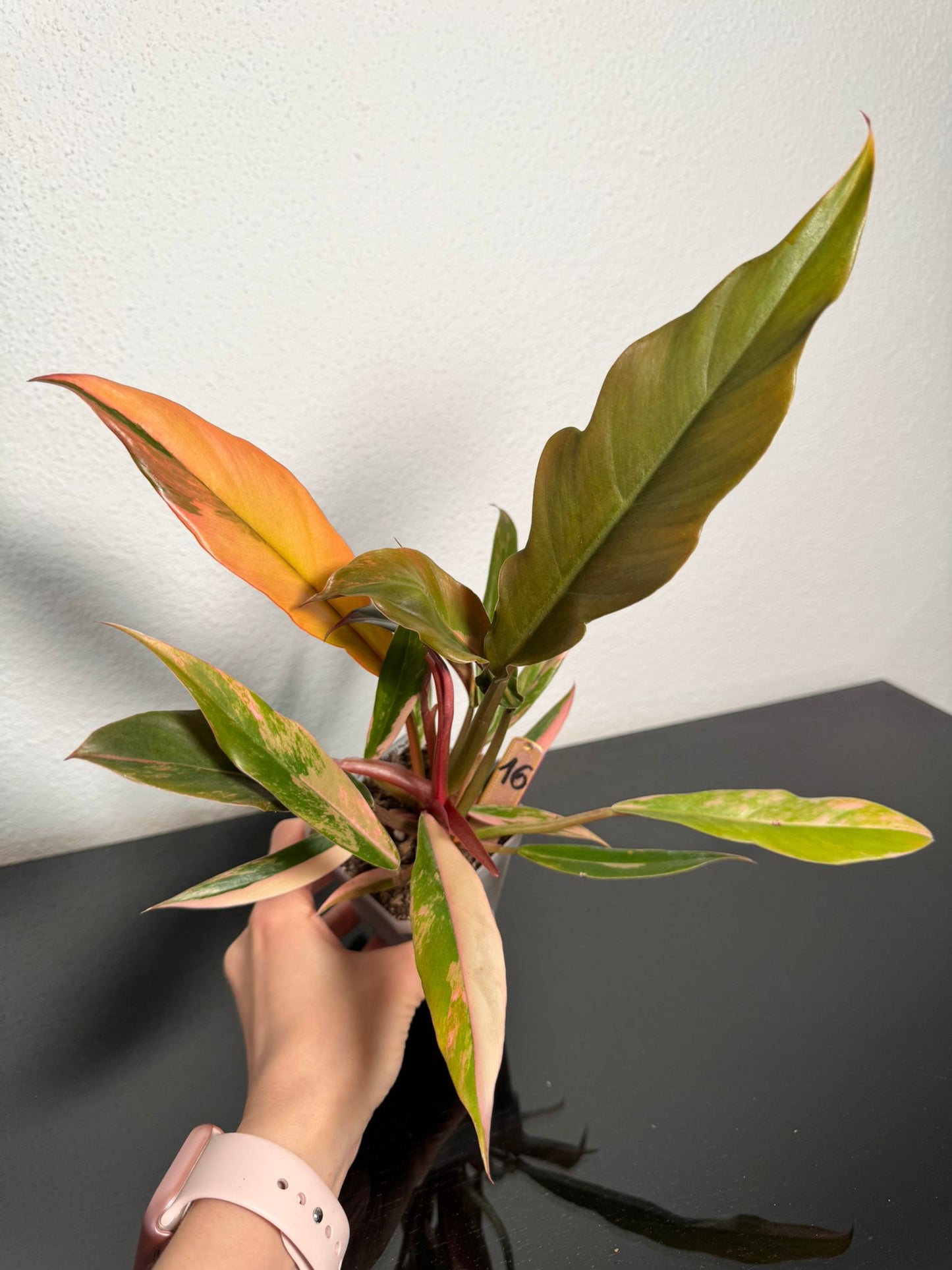 Philodendron Caramel Marble