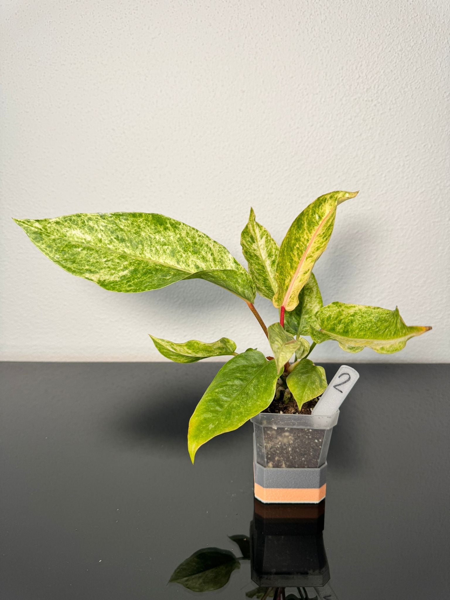 Anthurium Hookeri Variegata FoxerasPlants