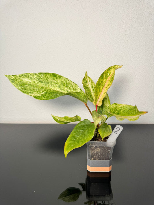 Anthurium Hookeri Variegata
