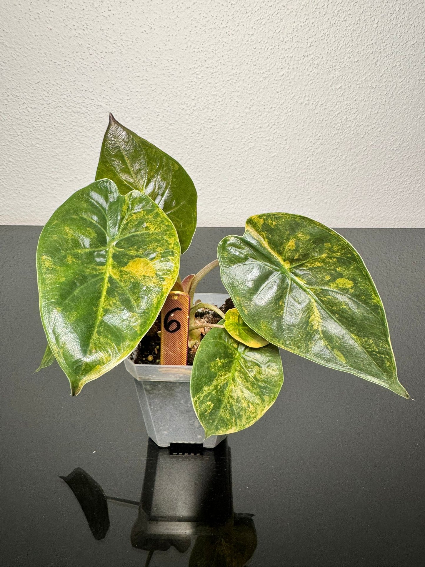 Alocasia Wentii Aurea