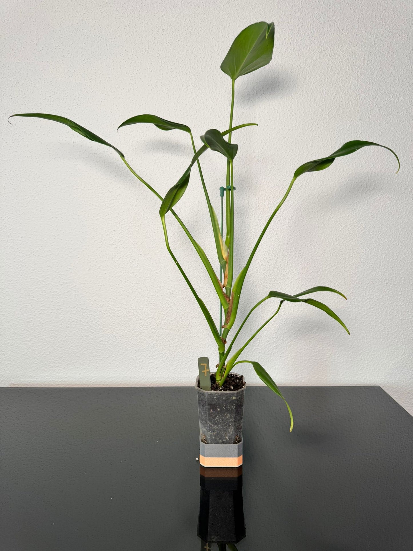 Monstera Burle Marx Flame