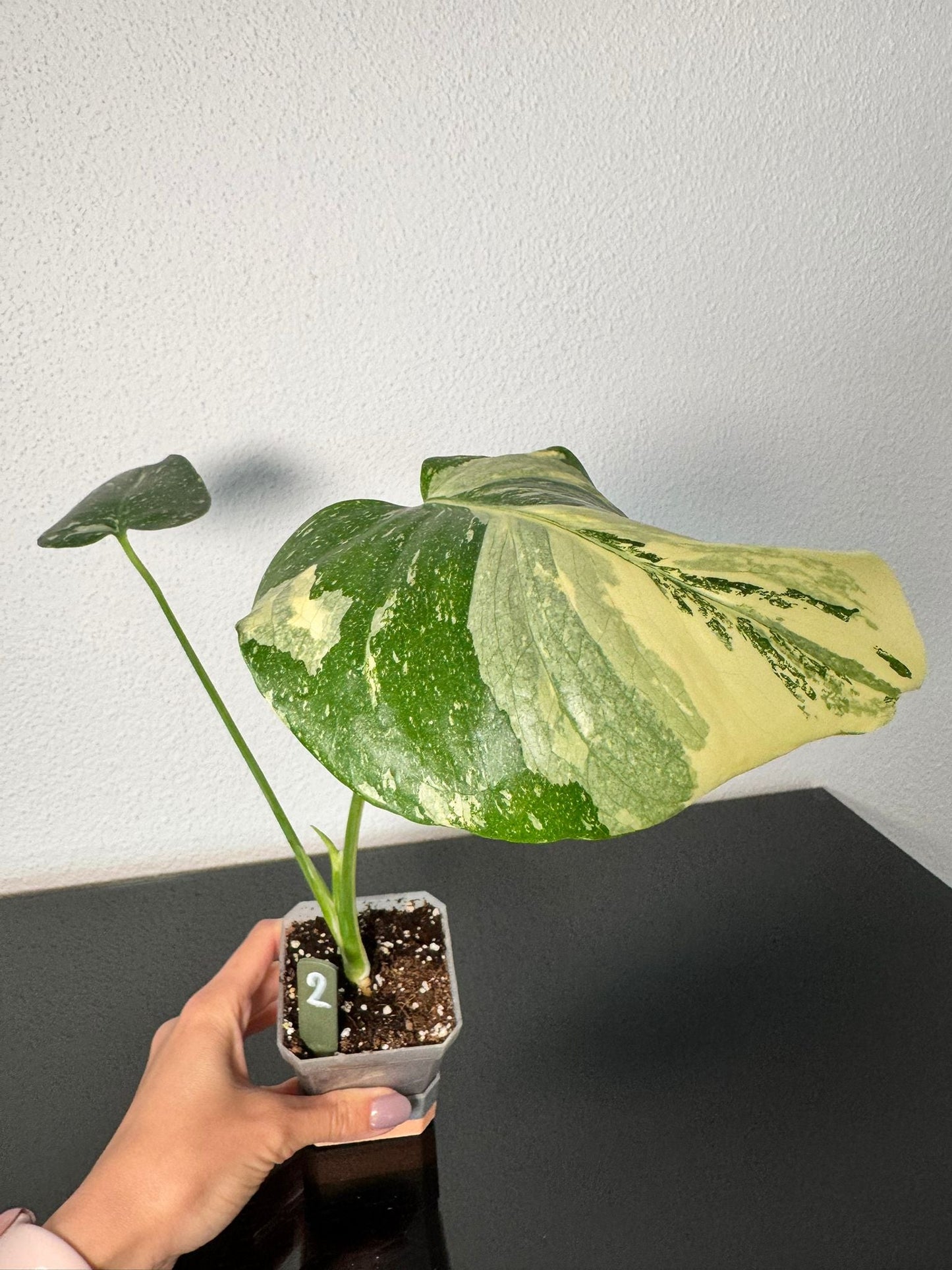 Monstera Thai Constellation High Var FoxerasPlants