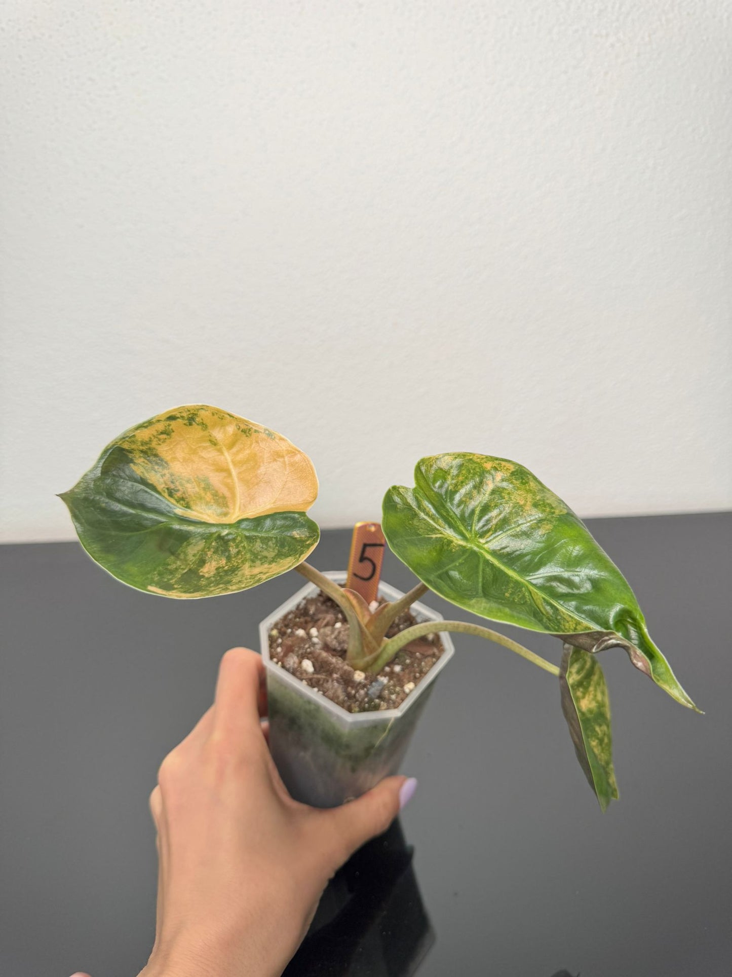 Alocasia Wentii Aurea