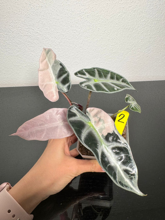 Alocasia Bambino Pink