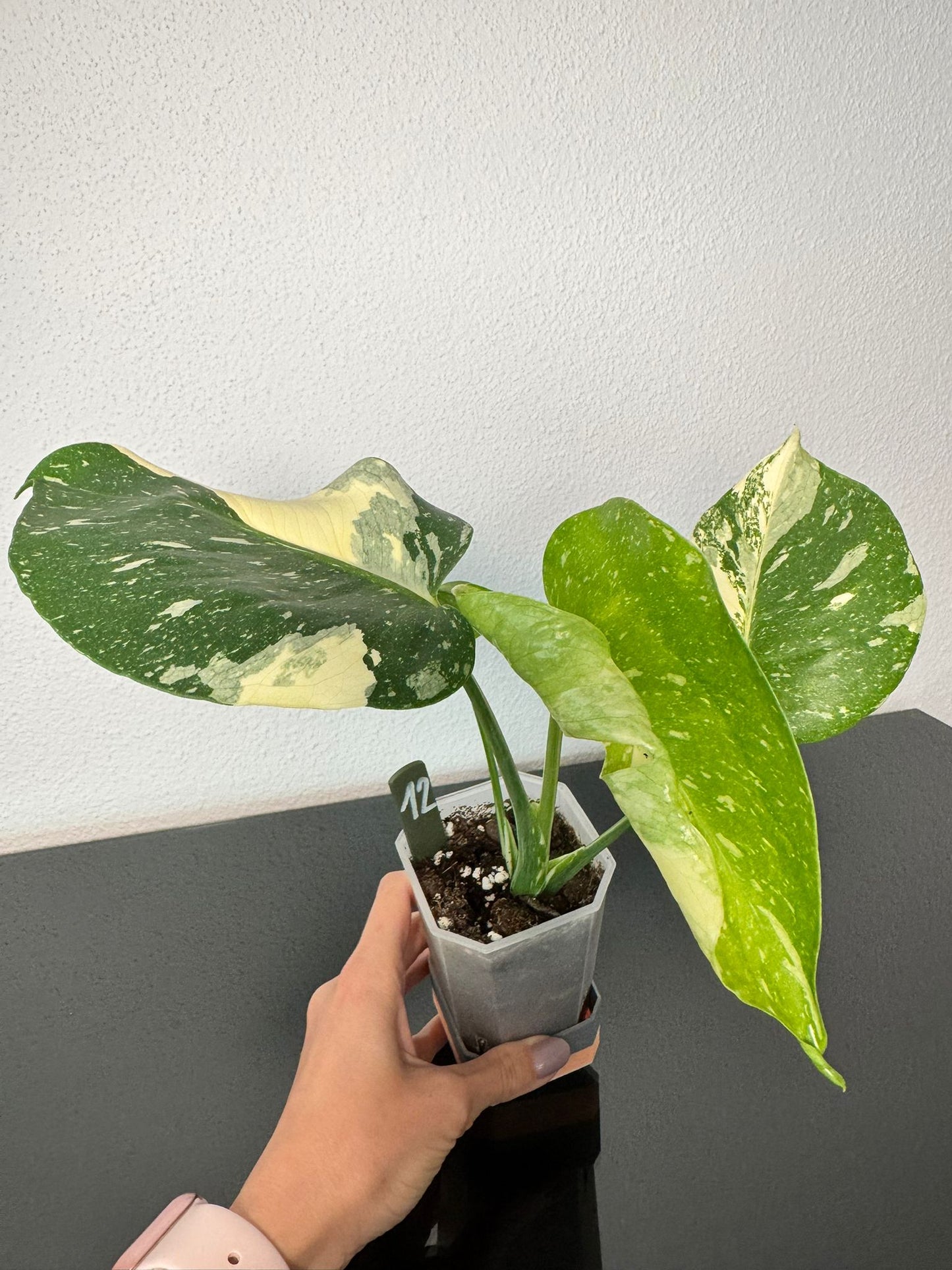 Monstera Thai Constellation High Var FoxerasPlants