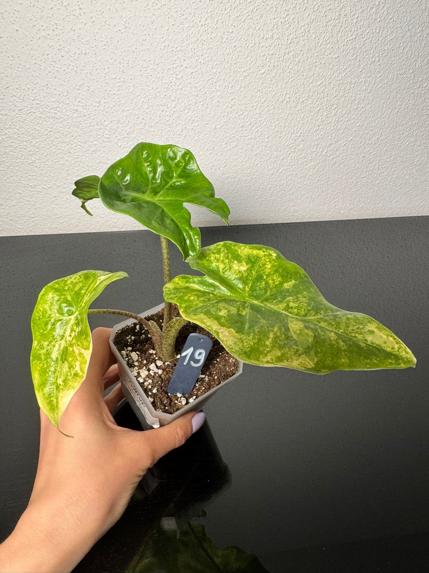 Alocasia Portodora Aurea