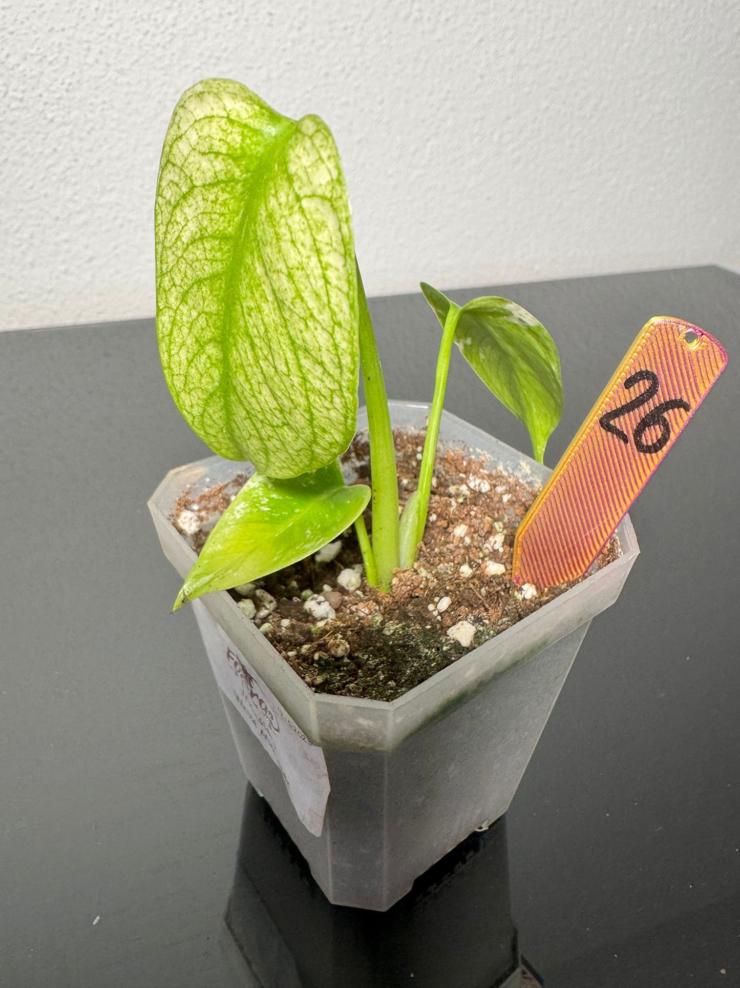 Monstera White Monster