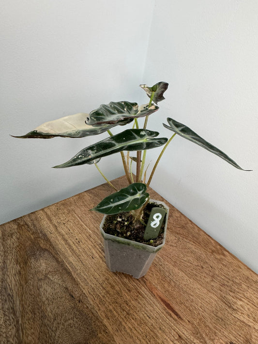 Alocasia Bambino Arrow Pink akklimatisiert