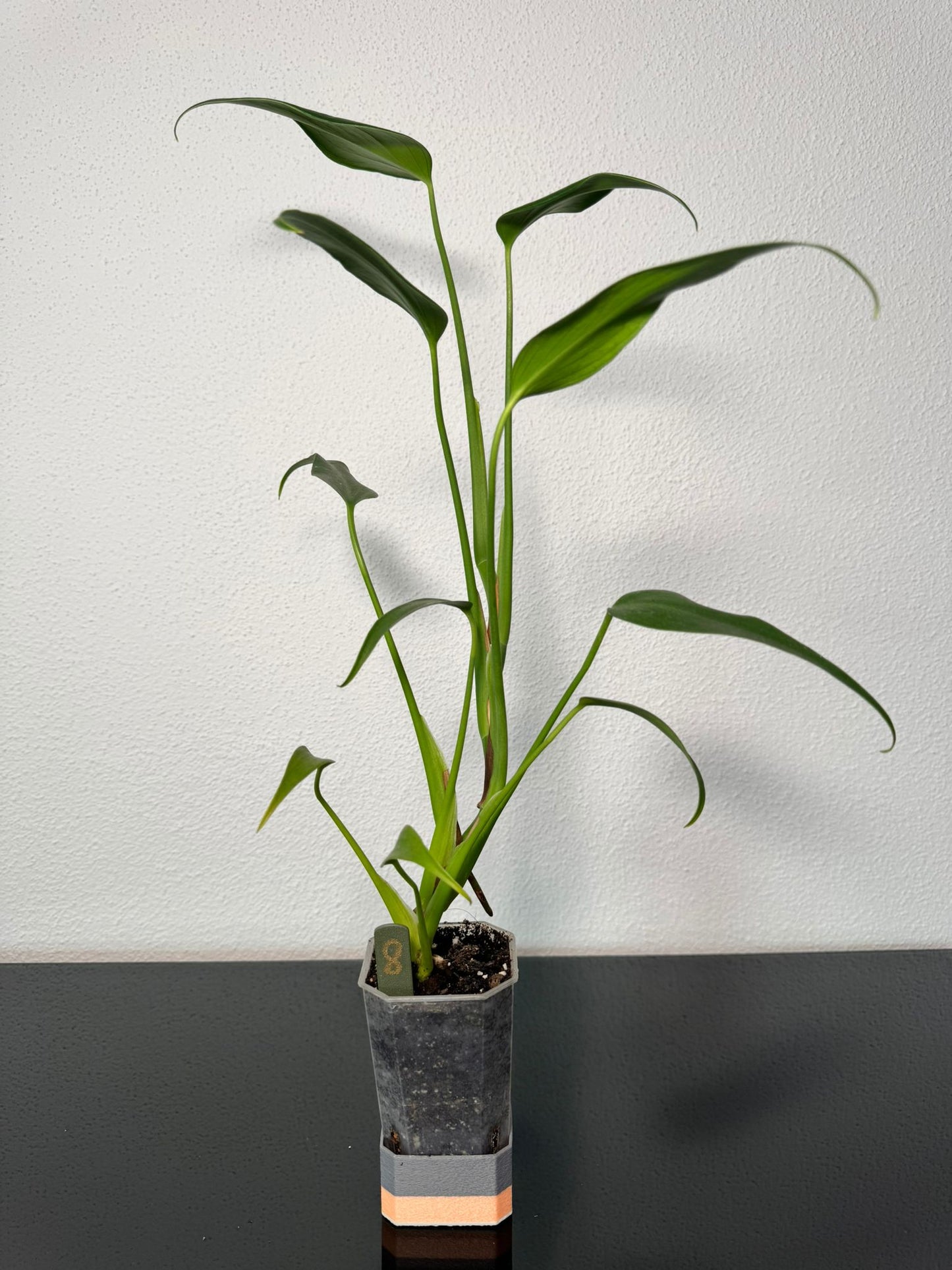 Monstera Burle Marx Flame
