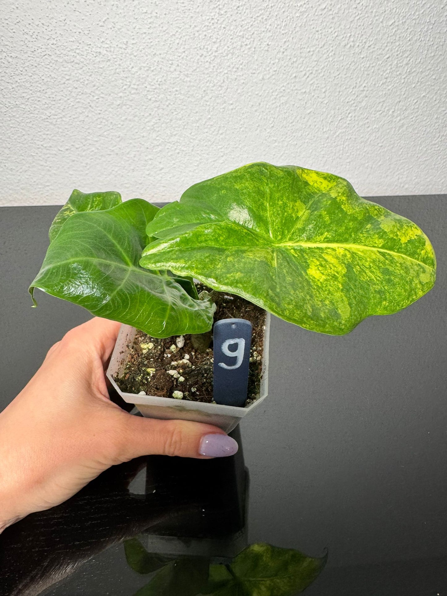 Alocasia Portodora Aurea