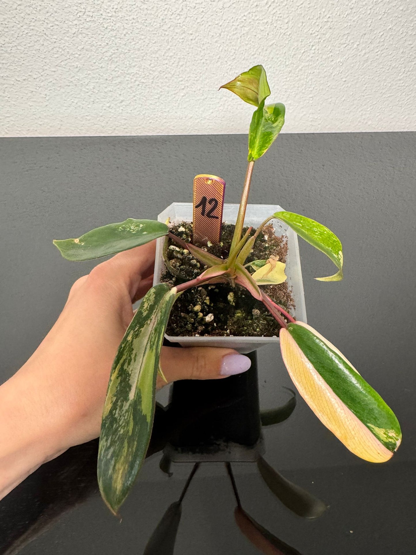 Philodendron Joepii High Variegata FoxerasPlants
