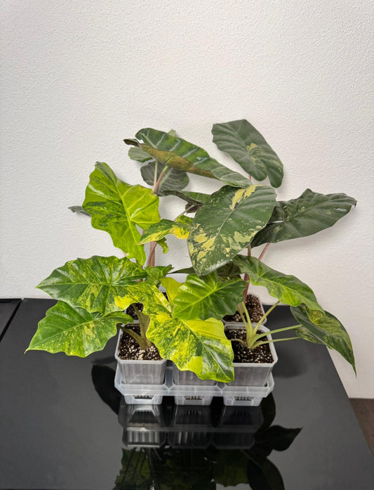 Pflanztray 6 Pflanzen transparent aus PP-Kunststoff