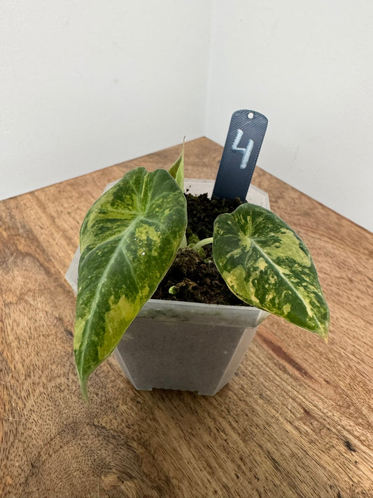 Alocasia Black Velvet Aurea akklimatisiert