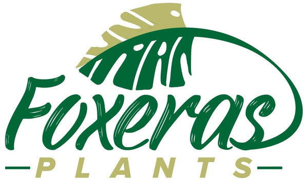 FoxerasPlants