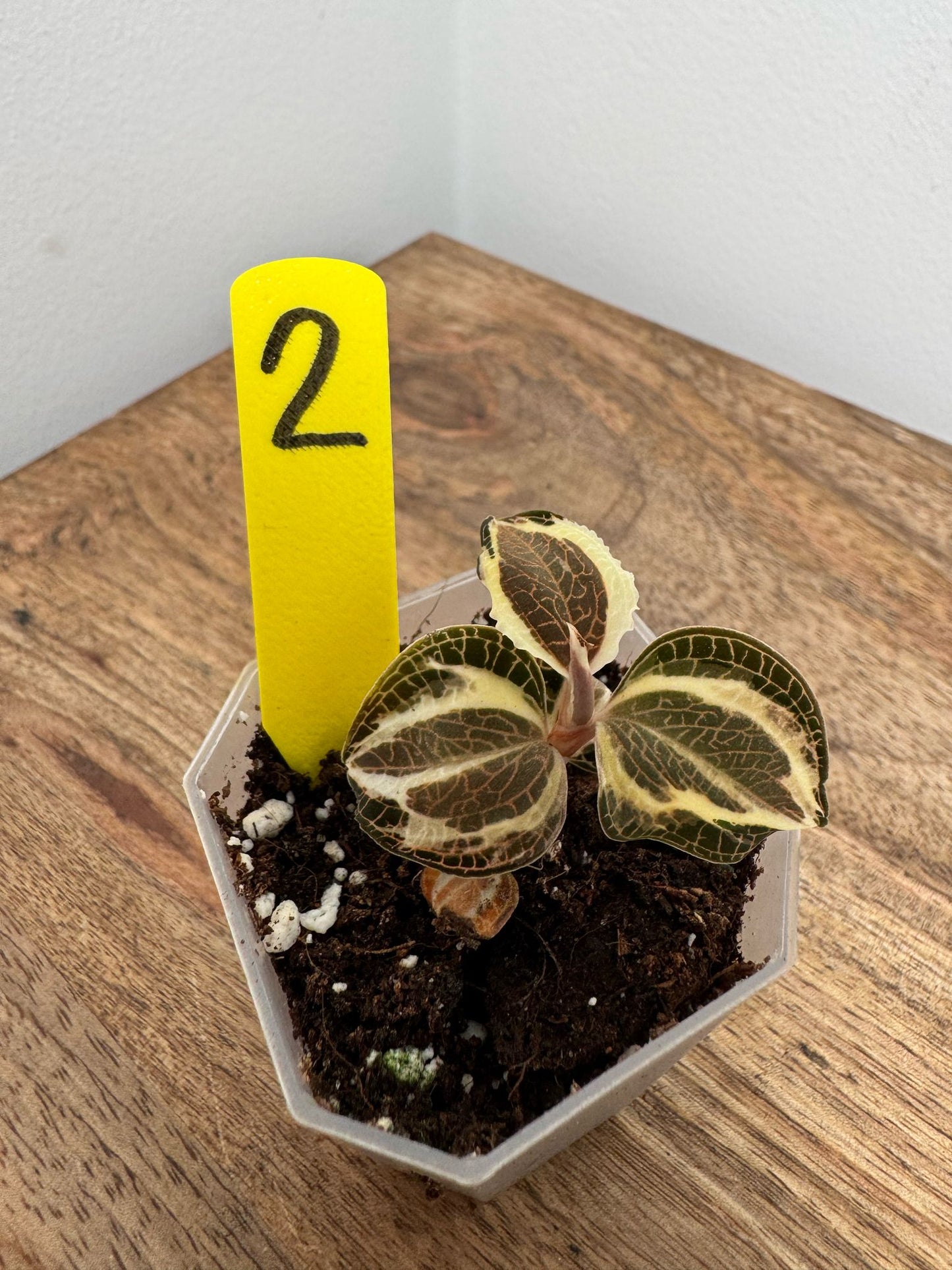 Anoectochilus Roxburghii Variegata
