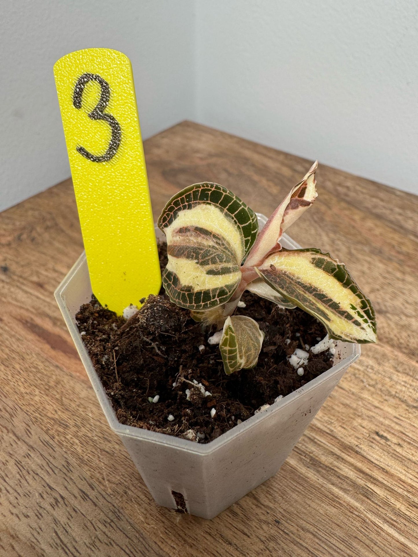 Anoectochilus Roxburghii Variegata