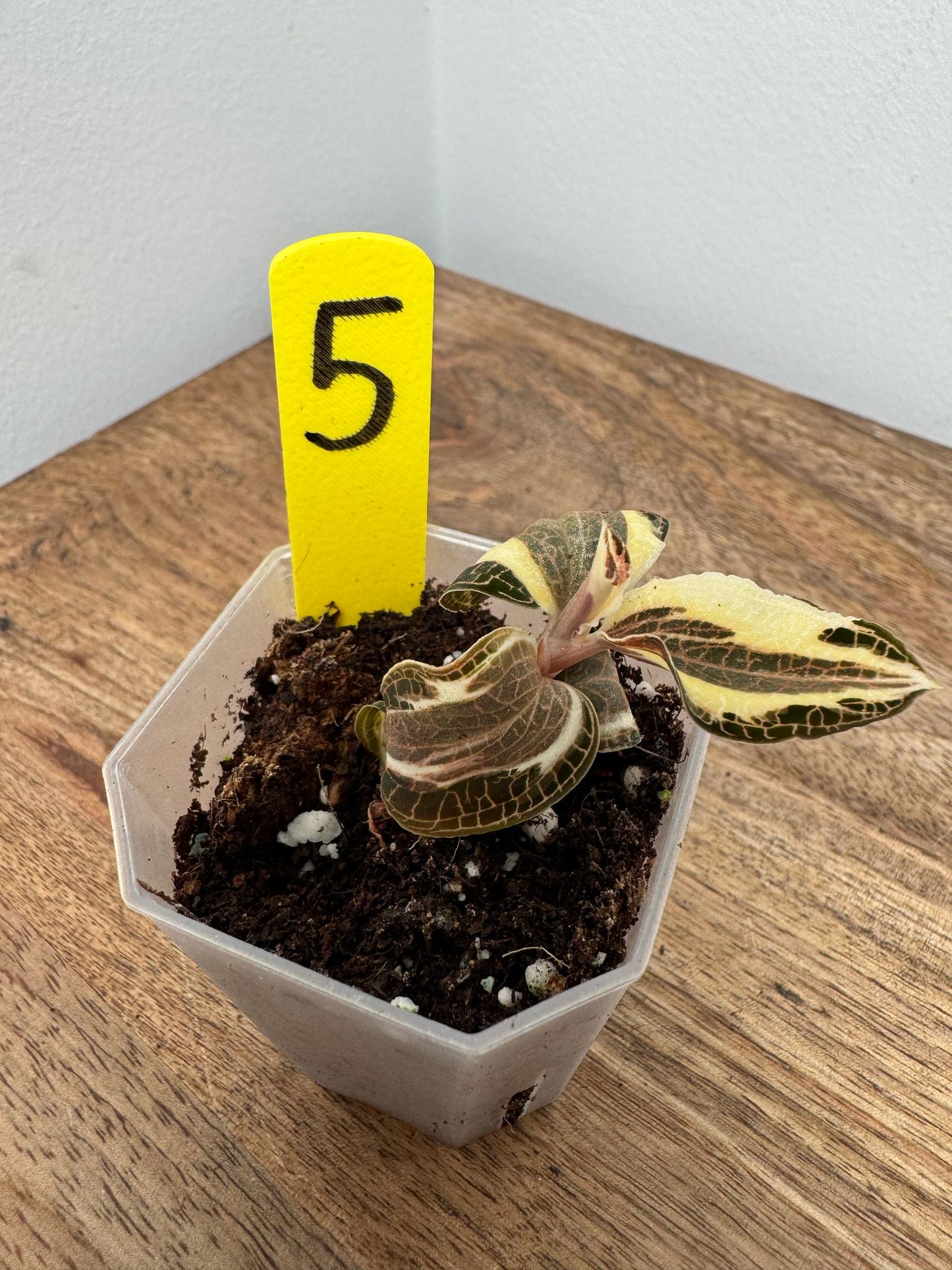 Anoectochilus Roxburghii Variegata