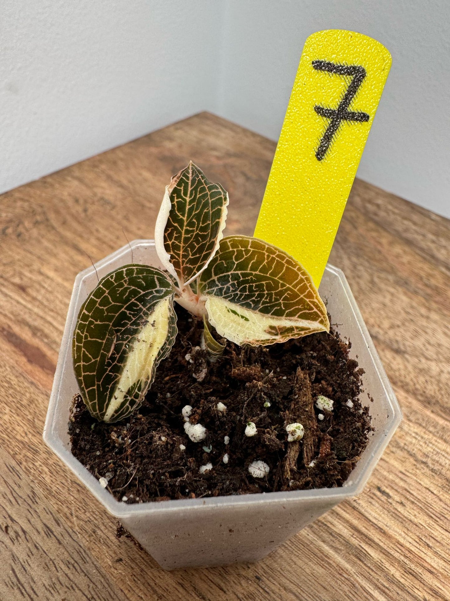 Anoectochilus Roxburghii Variegata
