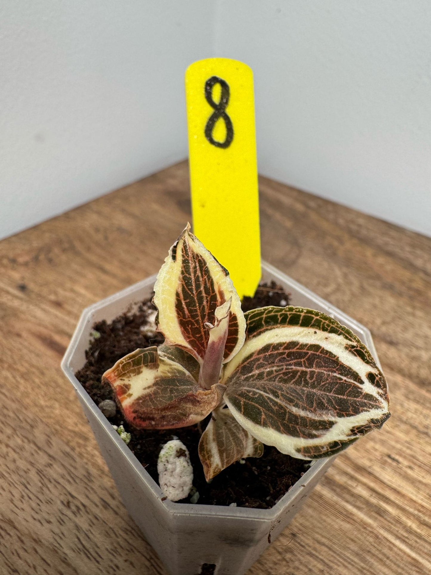 Anoectochilus Roxburghii Variegata