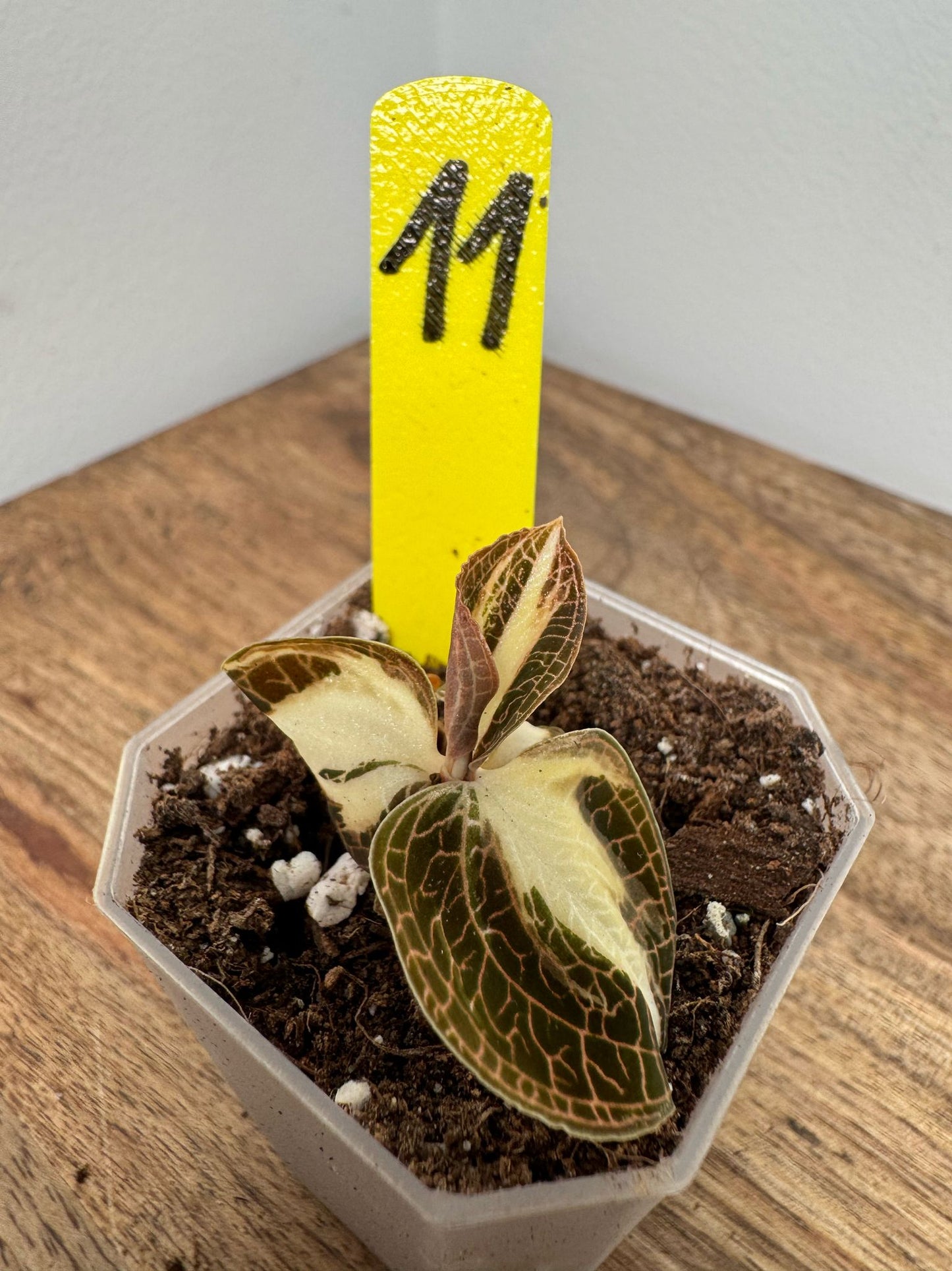 Anoectochilus Roxburghii Variegata