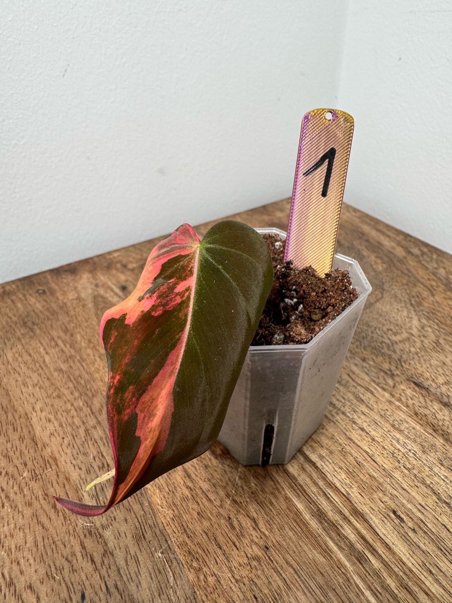 Philodendron Micans Pink Steckling