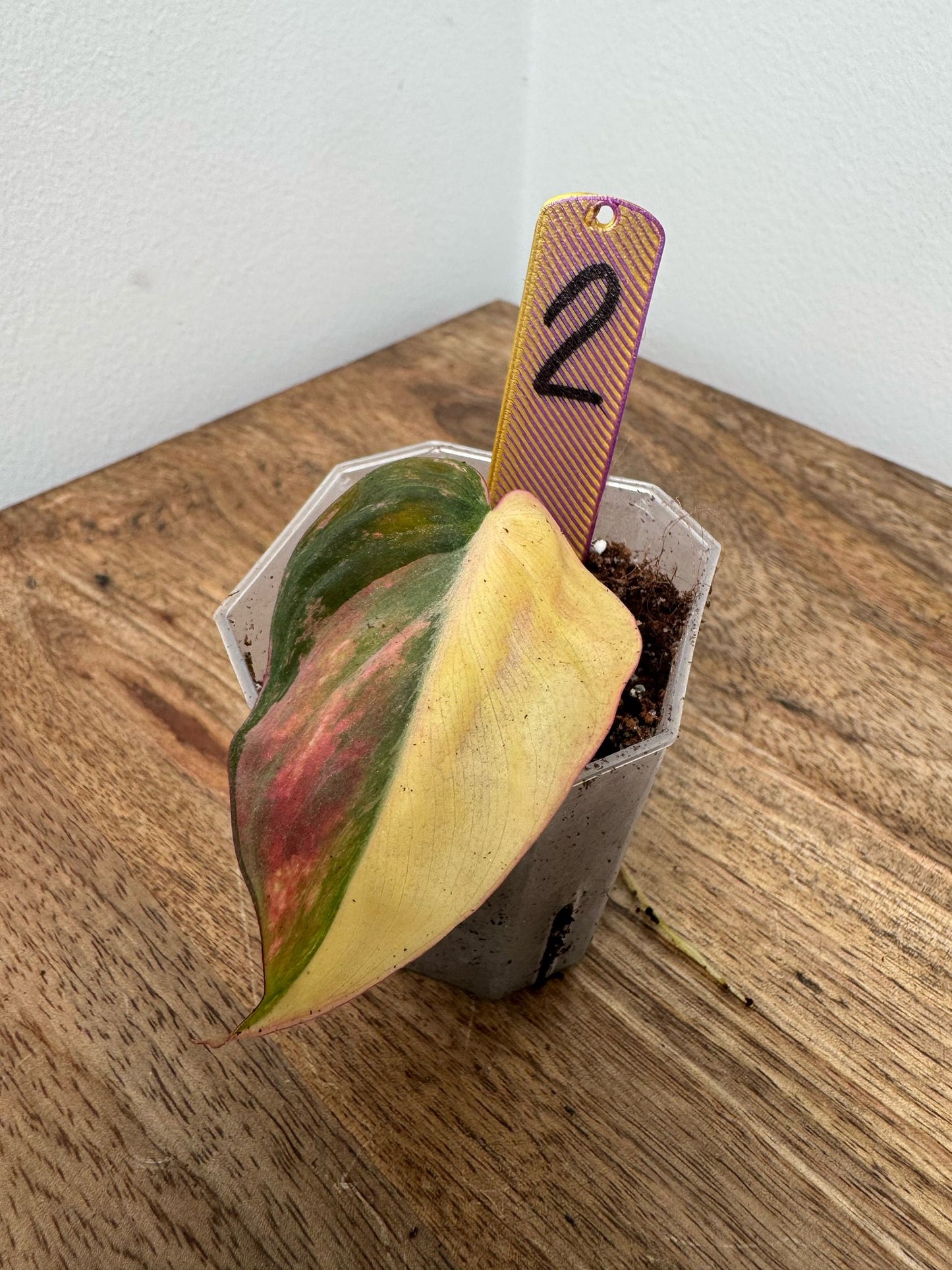 Philodendron Micans Pink Steckling
