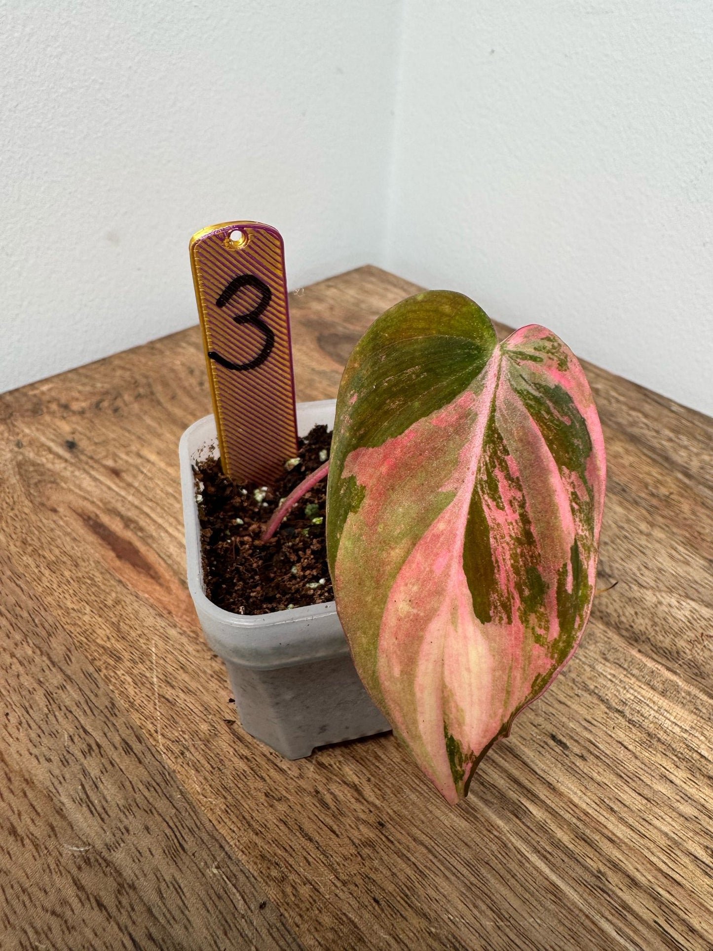 Philodendron Micans Pink Steckling