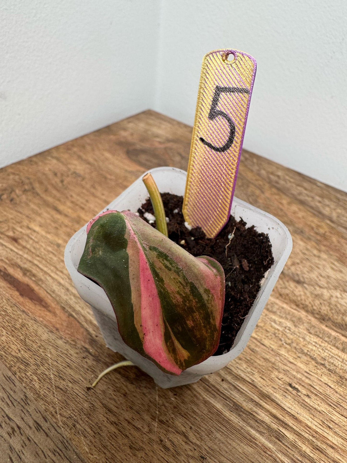Philodendron Micans Pink Steckling