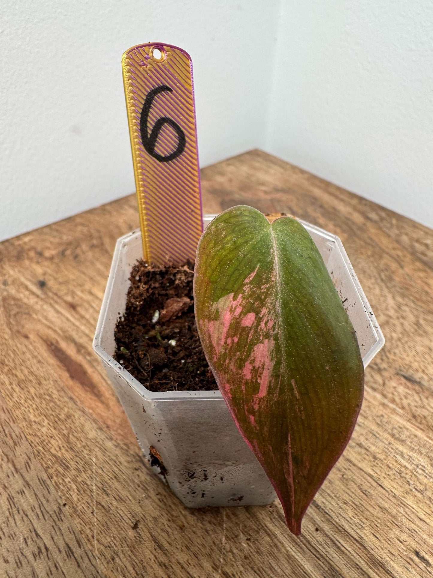Philodendron Micans Pink Steckling