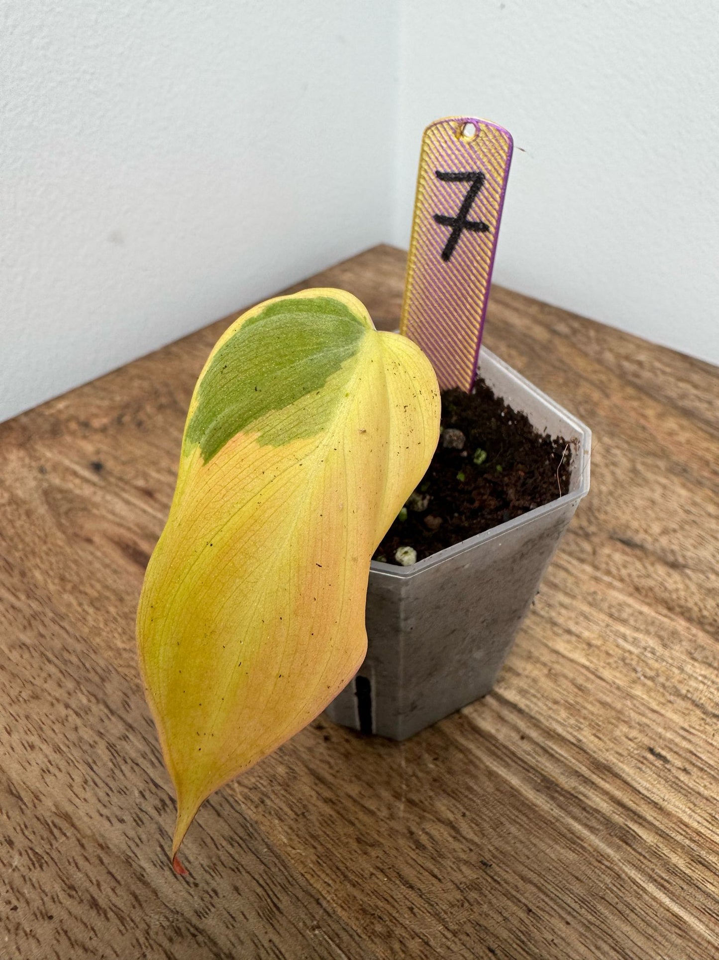 Philodendron Micans Pink Steckling