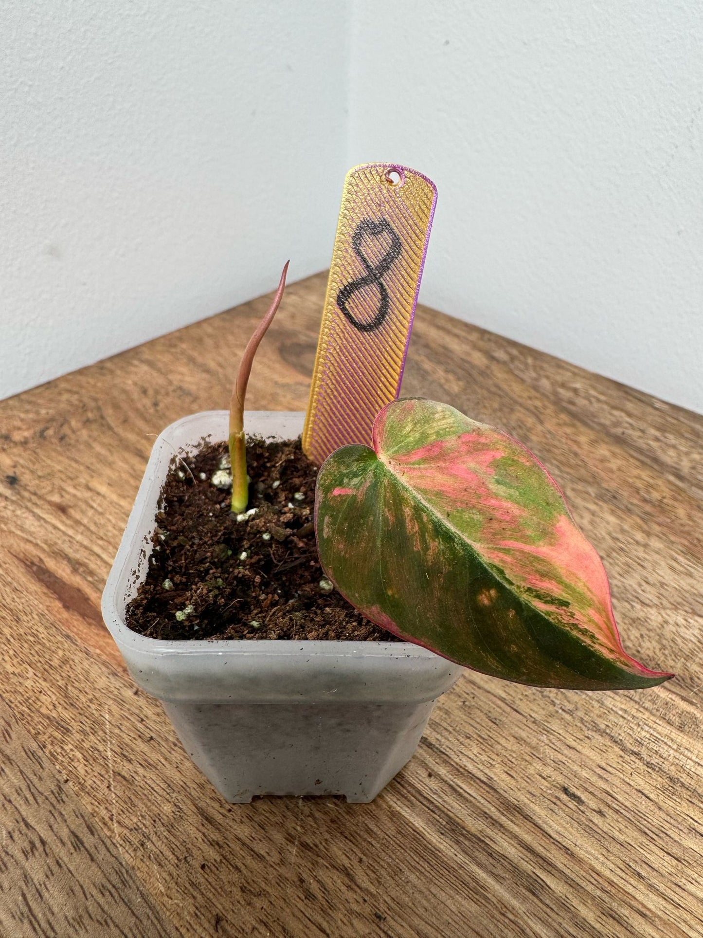 Philodendron Micans Pink Steckling