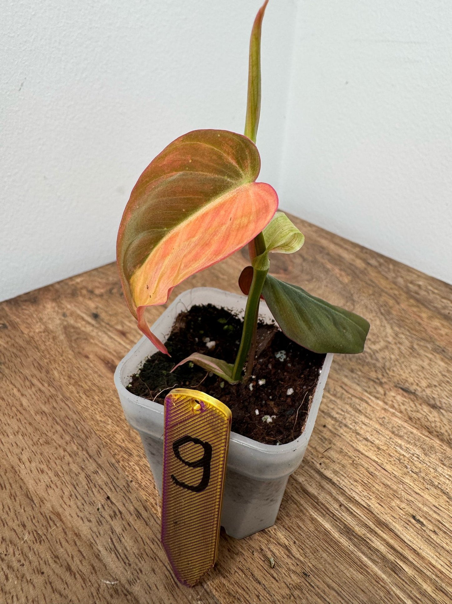 Philodendron Micans Pink Steckling