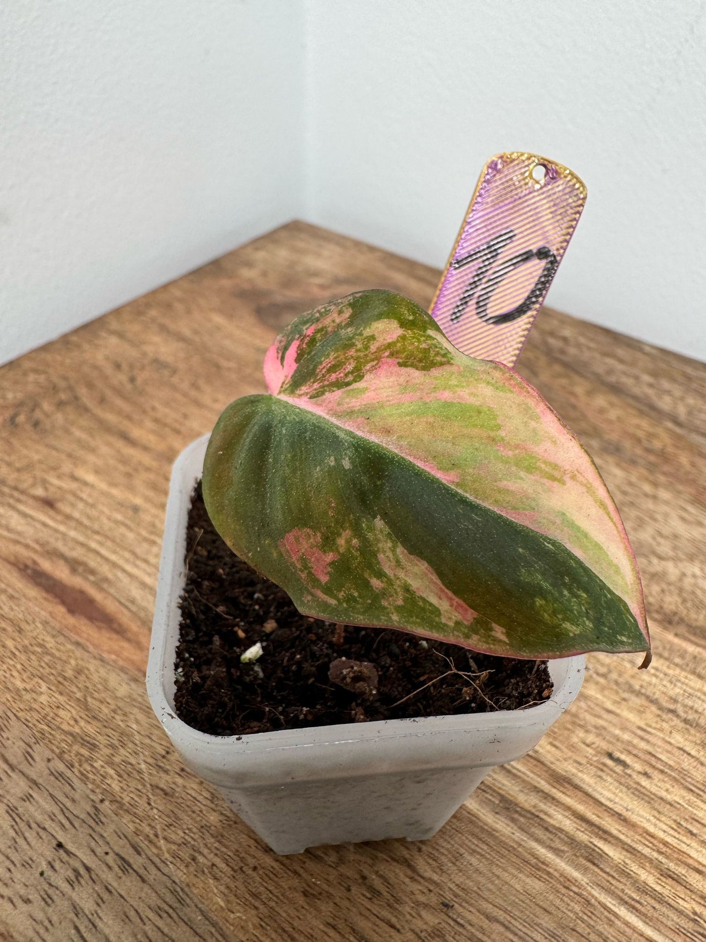 Philodendron Micans Pink Steckling