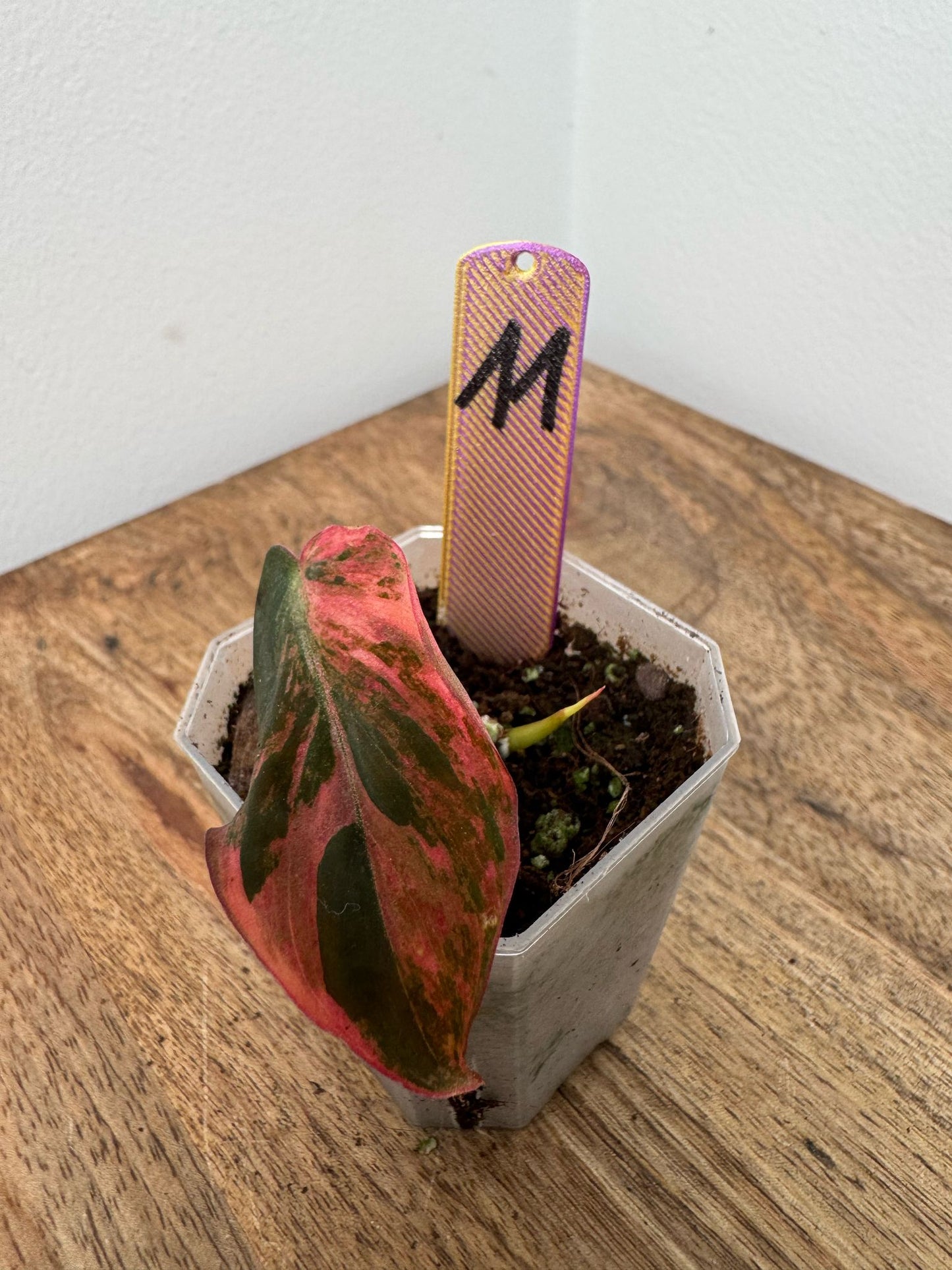 Philodendron Micans Pink Steckling