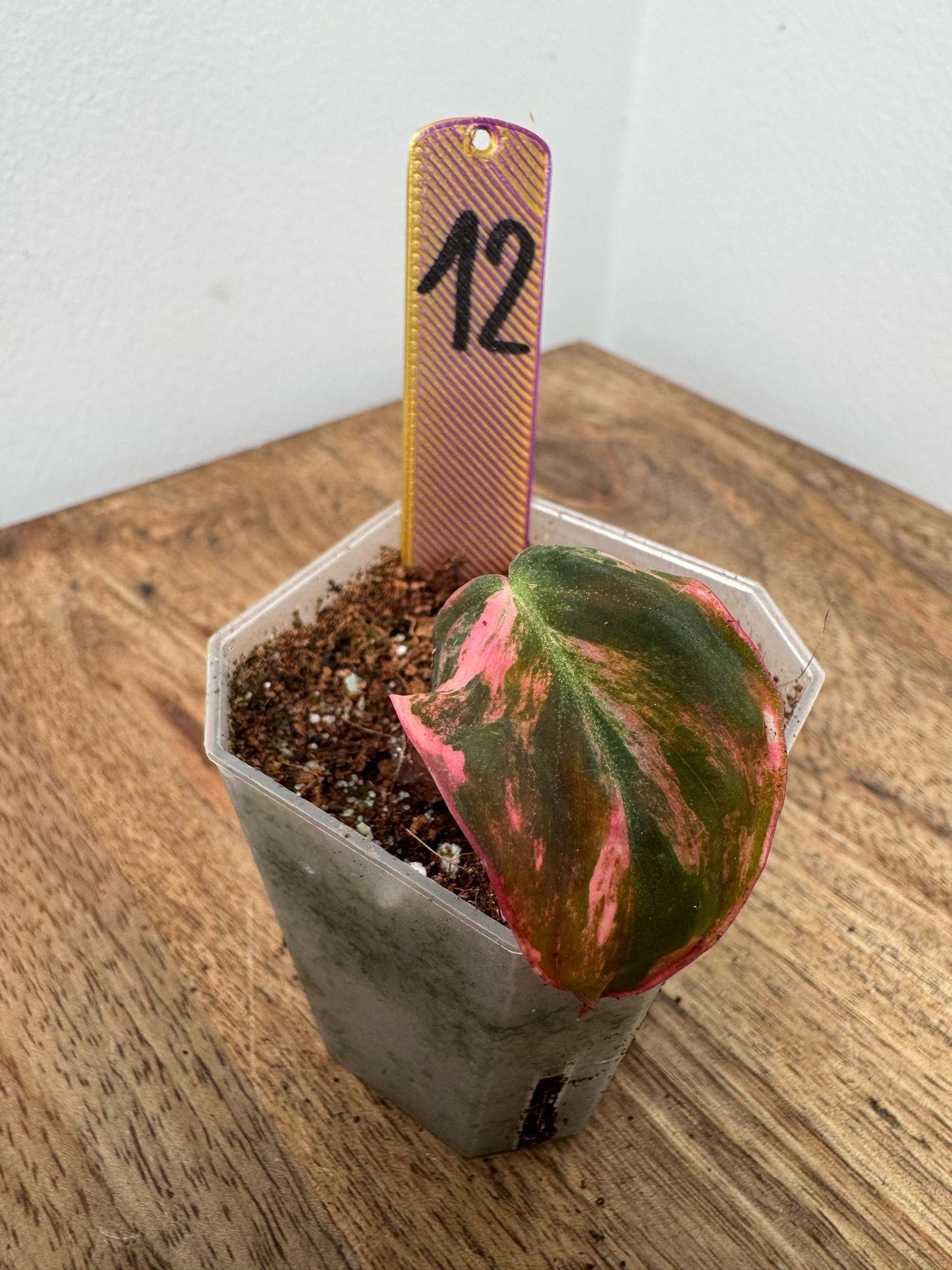 Philodendron Micans Pink Steckling