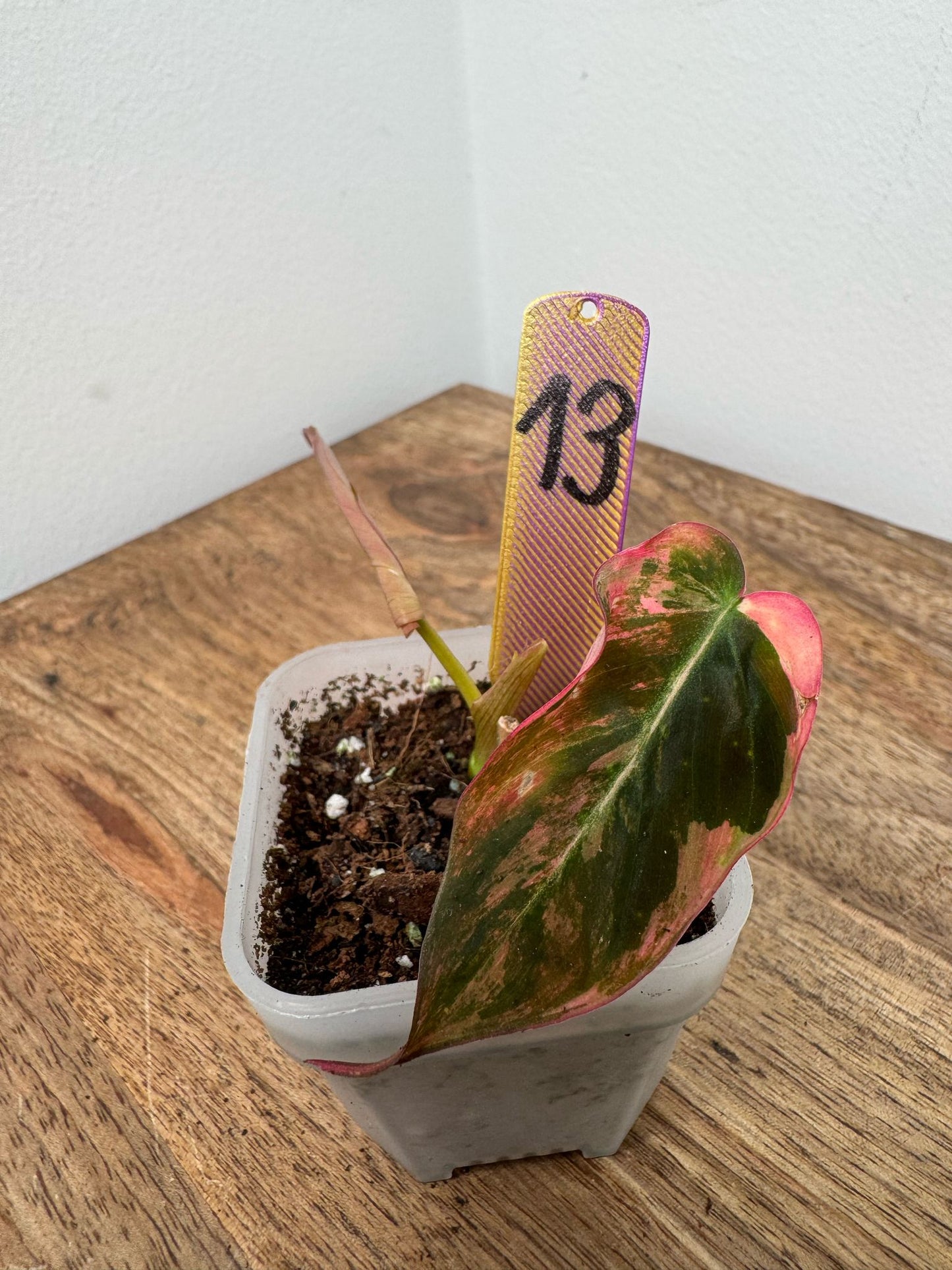Philodendron Micans Pink Steckling