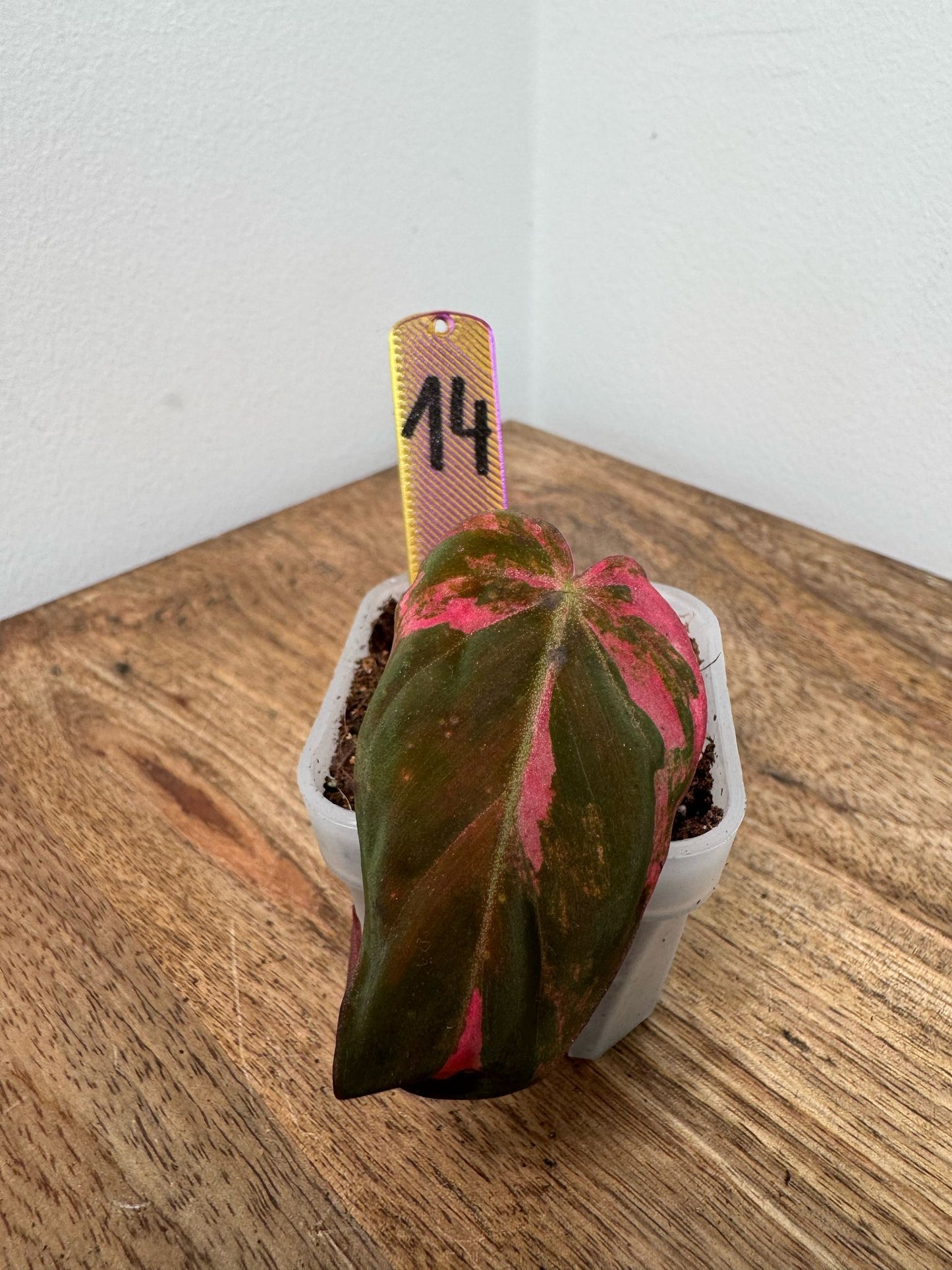 Philodendron Micans Pink Steckling