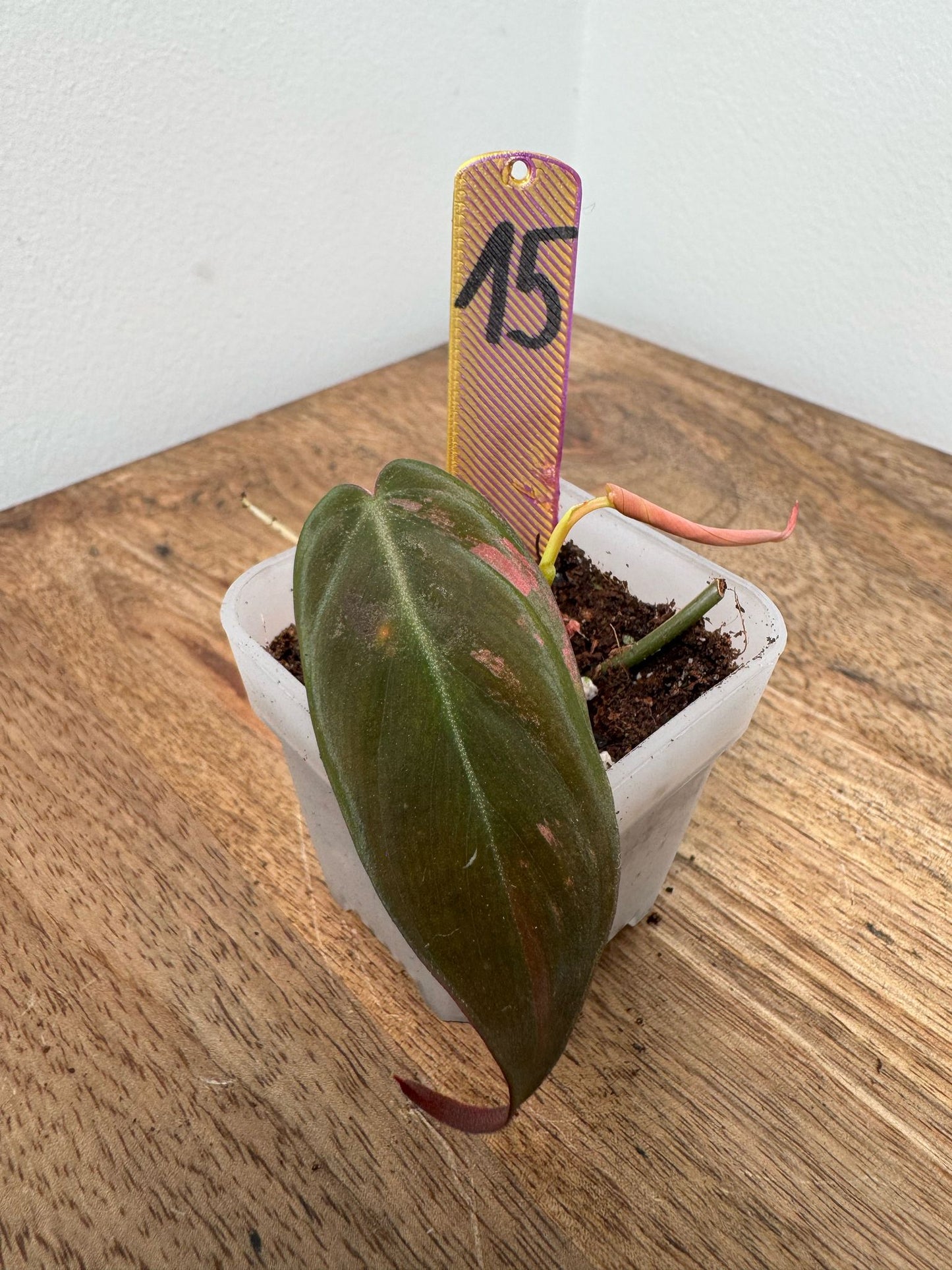 Philodendron Micans Pink Steckling