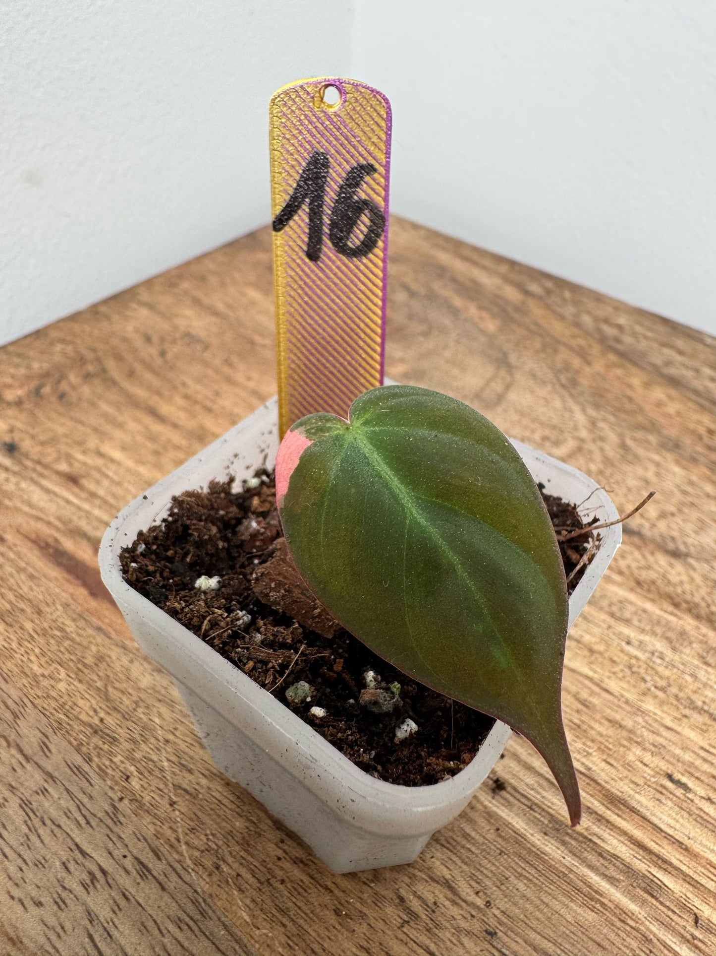 Philodendron Micans Pink Steckling