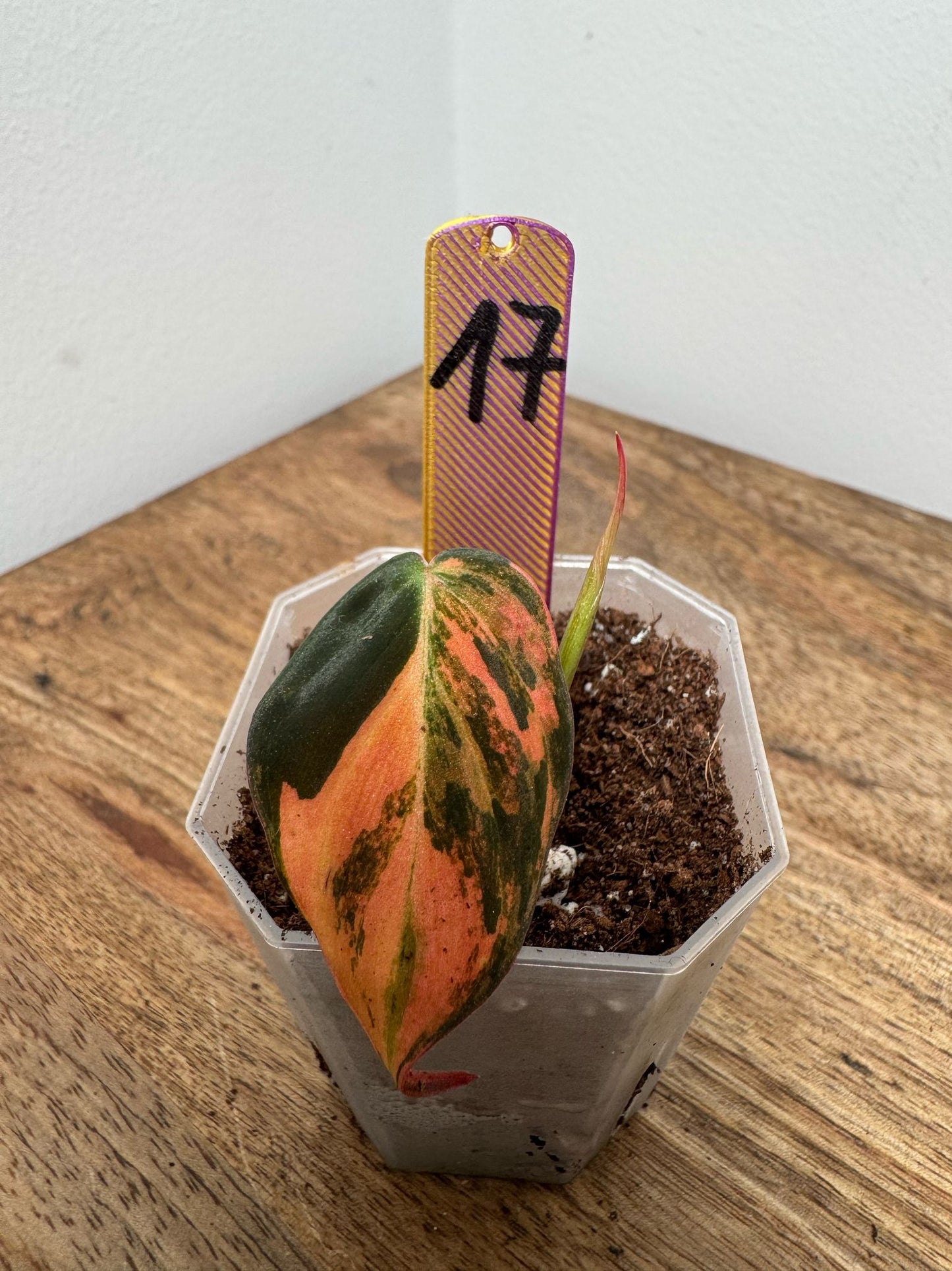 Philodendron Micans Pink Steckling