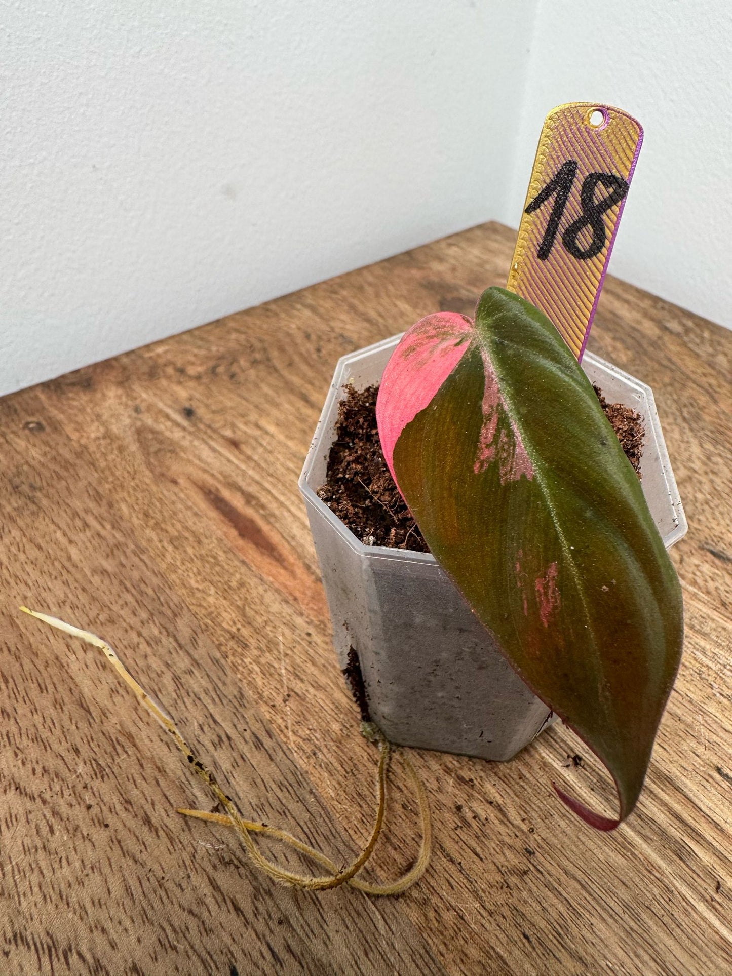 Philodendron Micans Pink Steckling