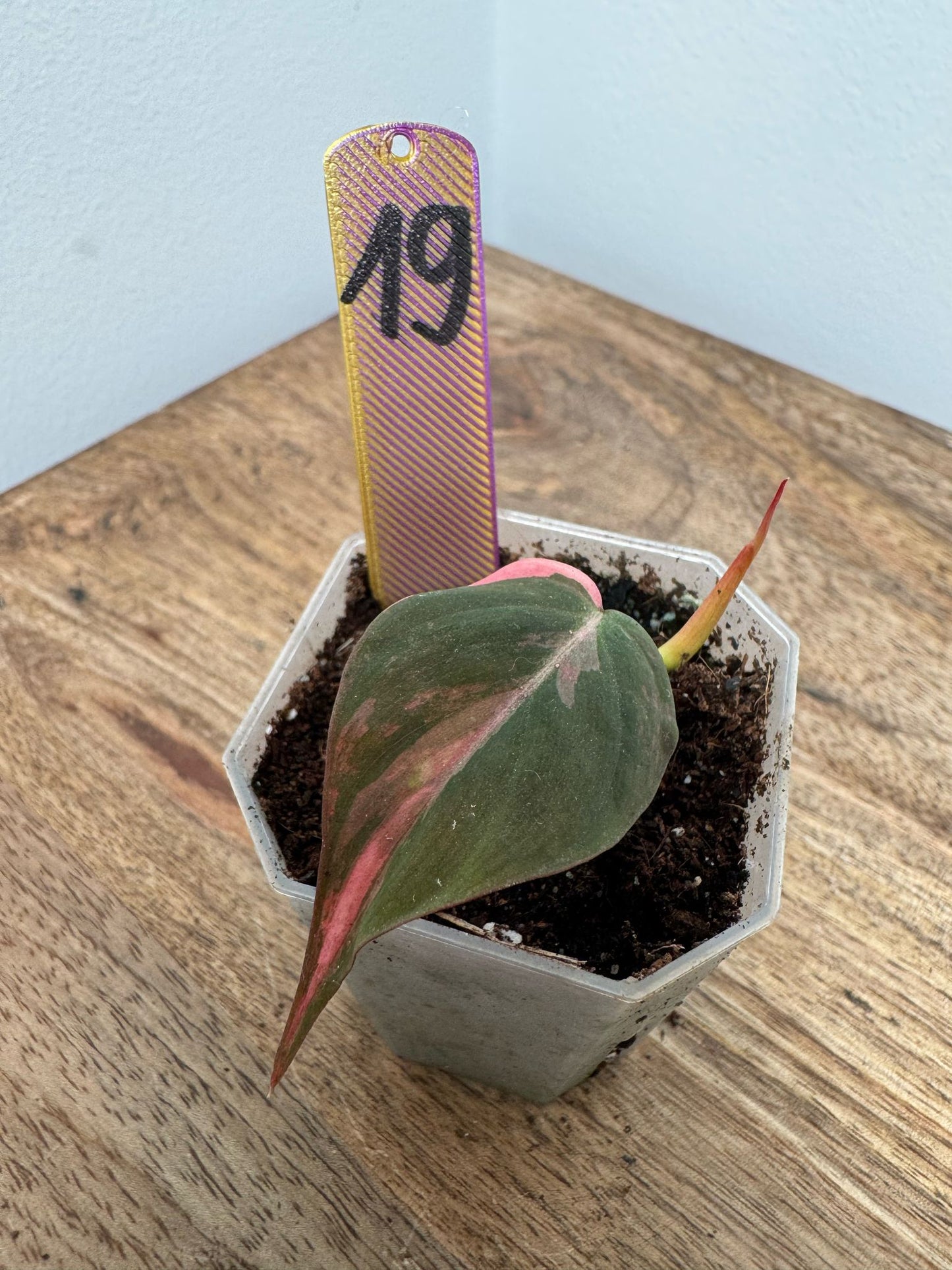 Philodendron Micans Pink Steckling