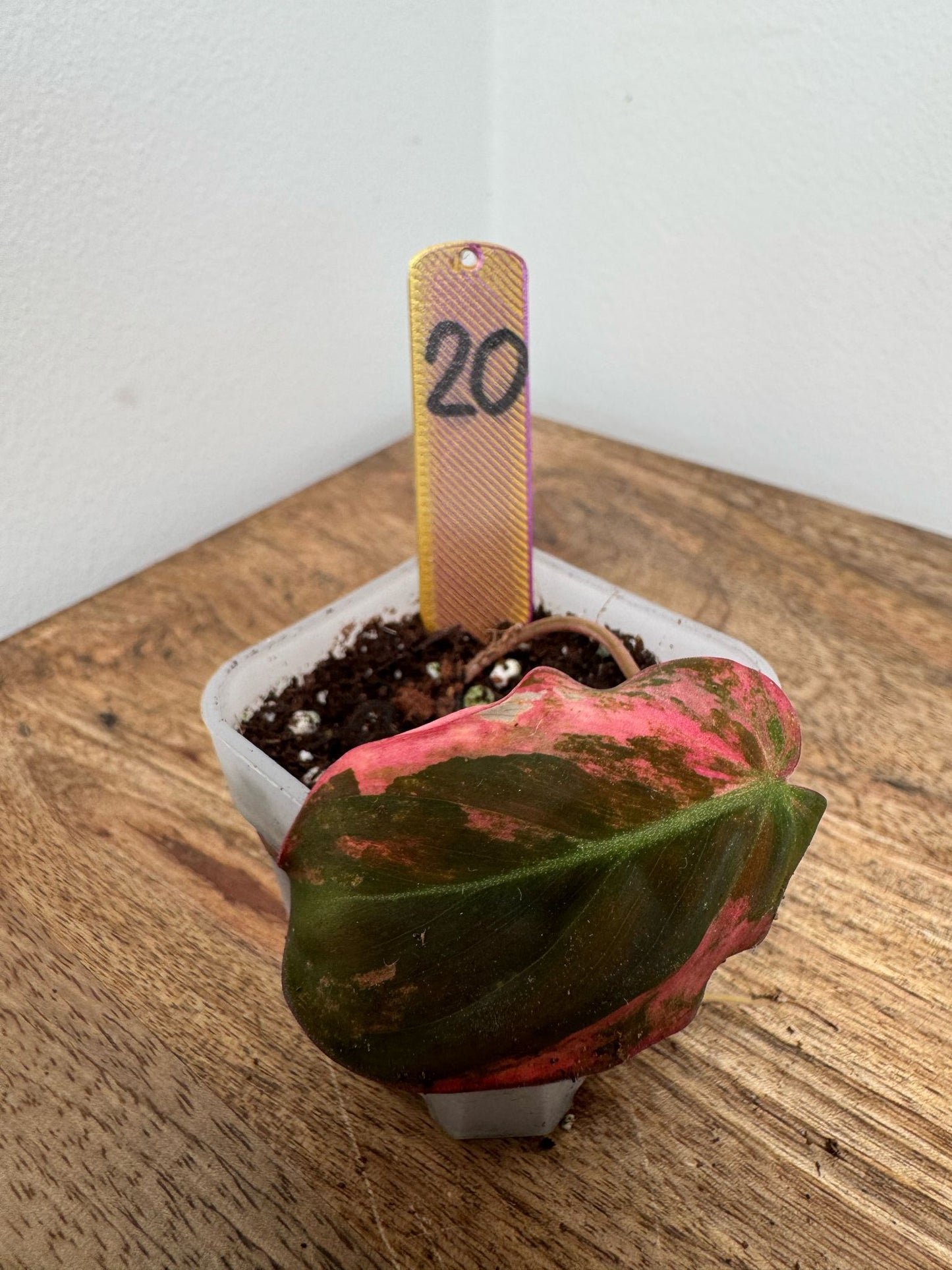 Philodendron Micans Pink Steckling