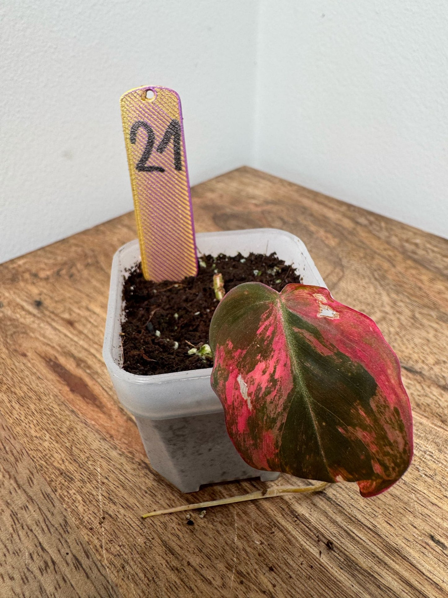 Philodendron Micans Pink Steckling